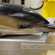 A common dolphin brought into CSIP’s lab for an autopsy after stranding.